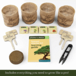 Bonsai Starter Kit - Image 4